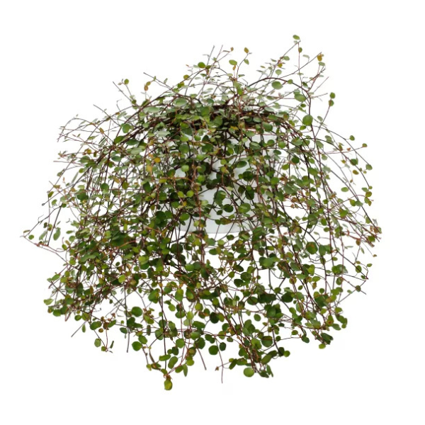 Muehlenbeckia axillaris 'Coins'