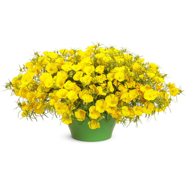 Oenothera hybrid 'Superlophus Sunglow'