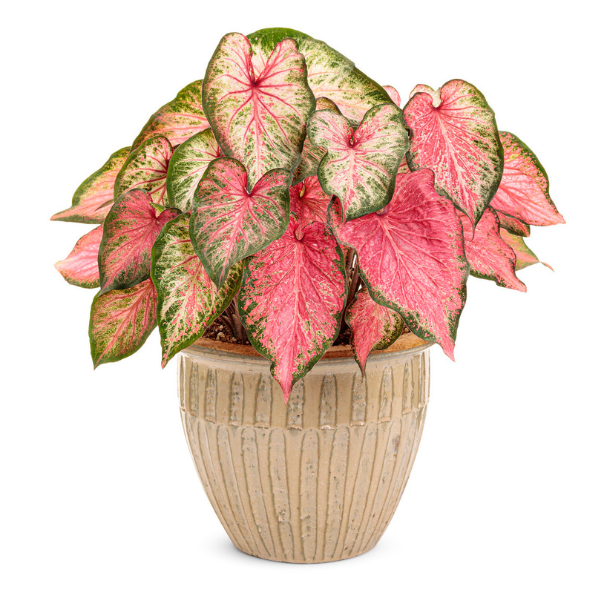 Caladium hortulanum 'Heart to Heart Blushing Bride'