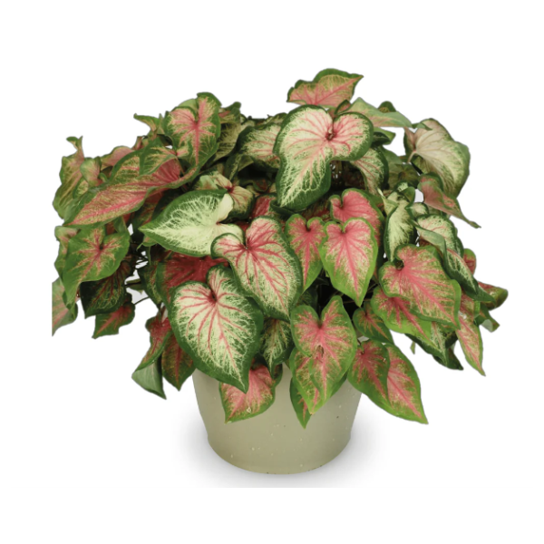 Caladium hortulanum 'Heart to Heart Chinook'