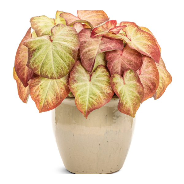 Caladium hortulanum 'Heart to Heart Creme Brulee'