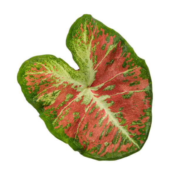 Caladium hortulanum 'Heart to Heart Dawn to Dusk'