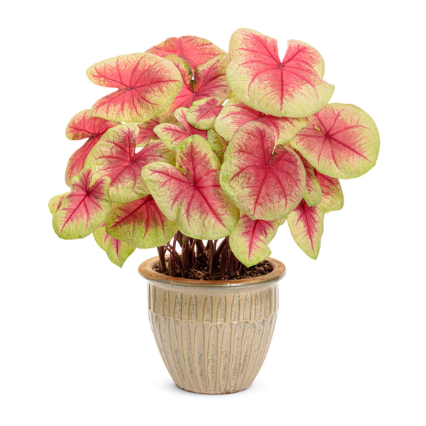 Caladium hortulanum 'Heart to Heart Lemon Blush'