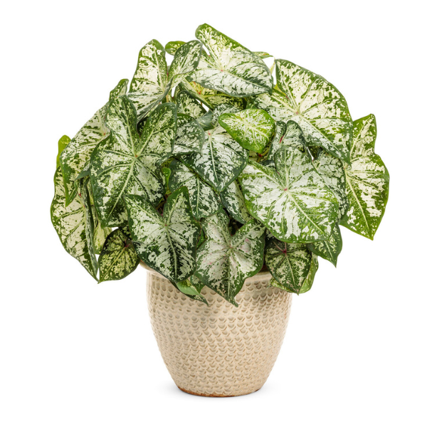 Caladium hortulanum 'Heart to Heart Snow Flurry'
