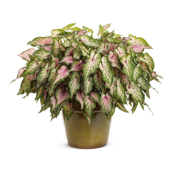 Caladium hortulanum 'Heart to Heart Va Va Violet'