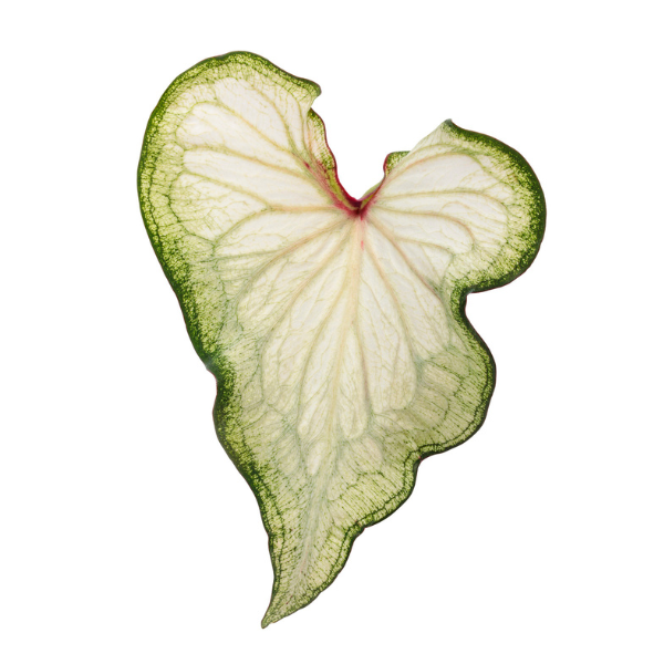 Caladium hortulanum 'Heart to Heart White Wonder'