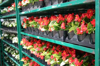 Begonia semperflorens cultorum 'Prelude Plus Scarlet'