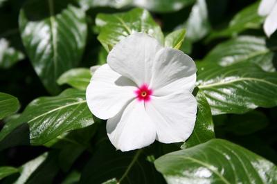 Vinca catharanthus roseus 'Titan Polka Dot'