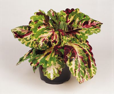 Coleus scutellarioides 'Kong Mosaic'