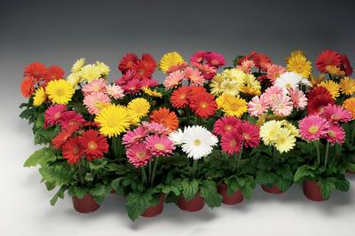 Gerbera jamesonii Jaguar™ Rose Picotee (Gerbera Daisy)