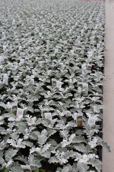 Dusty Miller senecio cineraria 'Silver Dust'