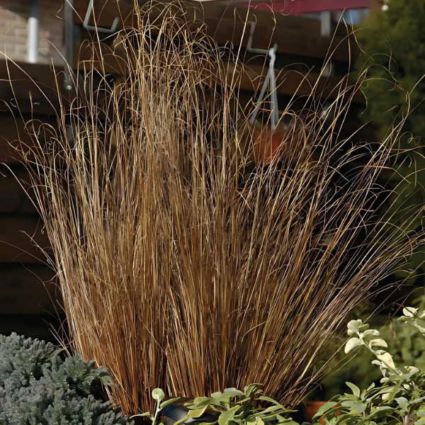 Ornamental Grass buchananii 'Carex-Red Rooster'