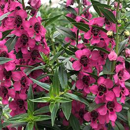 Angelonia angustifolia 'Carita Cascade Raspberry'