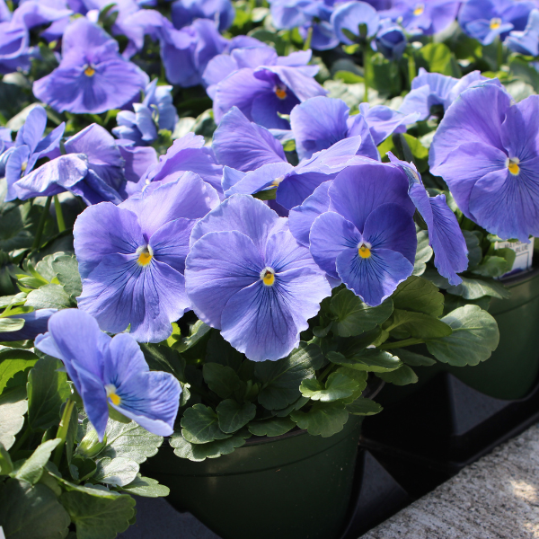 Pansy viola x wittrockiana 'Matrix True Blue'