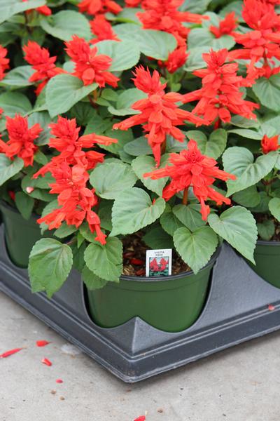 Salvia splendens 'Vista Red'