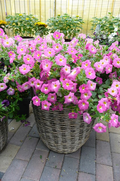 Petchoa hybrida 'SuperCal Pink Ice'