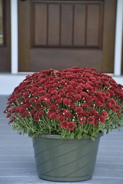 Mum chrysanthemum x morifolium 'Aideen Red Fire'