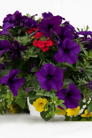 Spring Combo 'Combo #16'