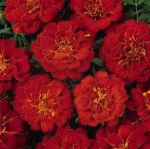 Marigold tagetes patula 'Durango Red'