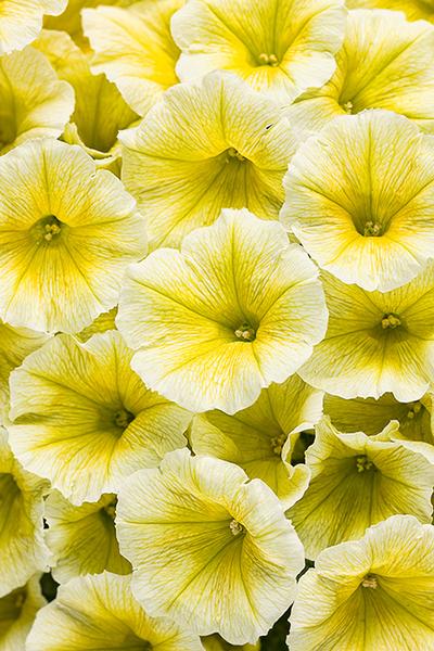 Petunia hybrida 'Supertunia Limoncello'