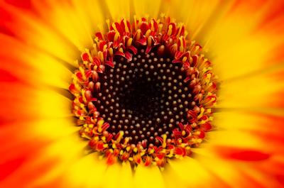 Gerbera jamesonii 'Midi Dark Fireball'