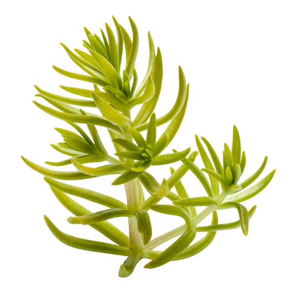 Sedum rupestre 'Lemon Coral'