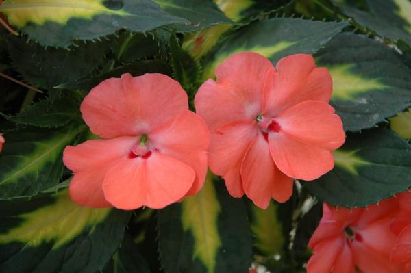 SunPatiens hybrida 'Vigorous Tropical Salmon'