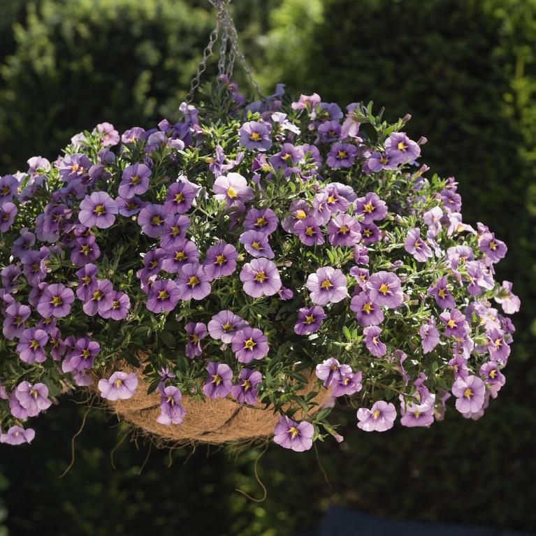 Calibrachoa Hybrida 'Aloha Tiki Blue'