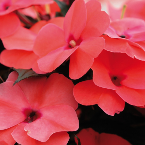 New Guinea impatiens hawkerii 'Magnum Salmon'