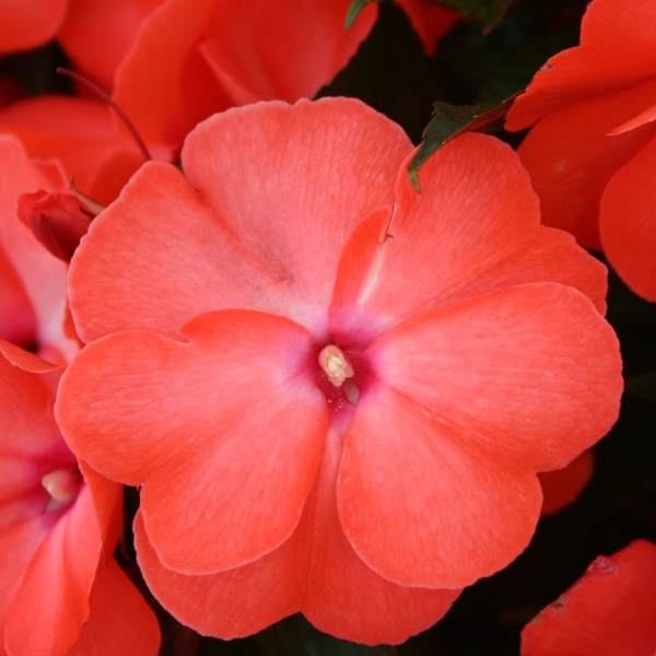 New Guinea impatiens hawkerii 'Magnum Wild Salmon'