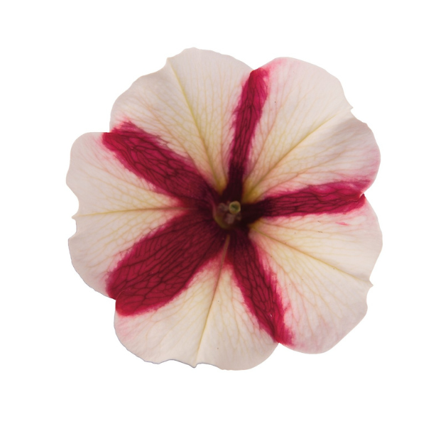 Petunia hybrida 'Peppy Red'