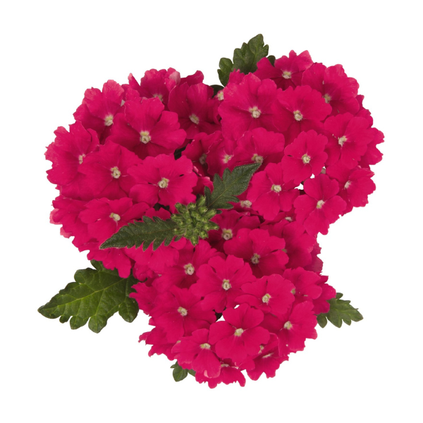 Verbena hybrida 'Empress Sun Cherry'