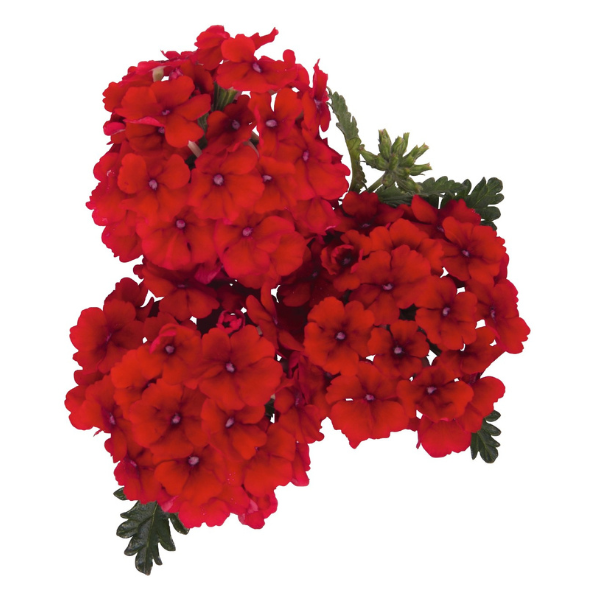 Verbena hybrida 'Empress Sun Red'