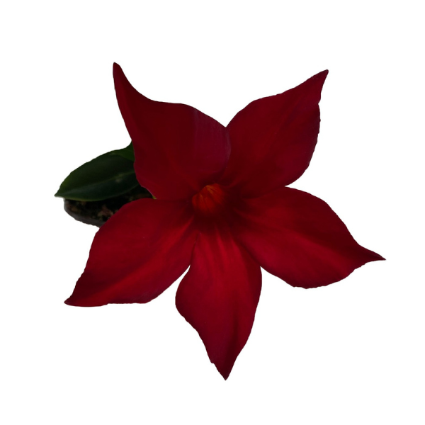 Mandevilla hybrida 'Flordenia Dark Red'