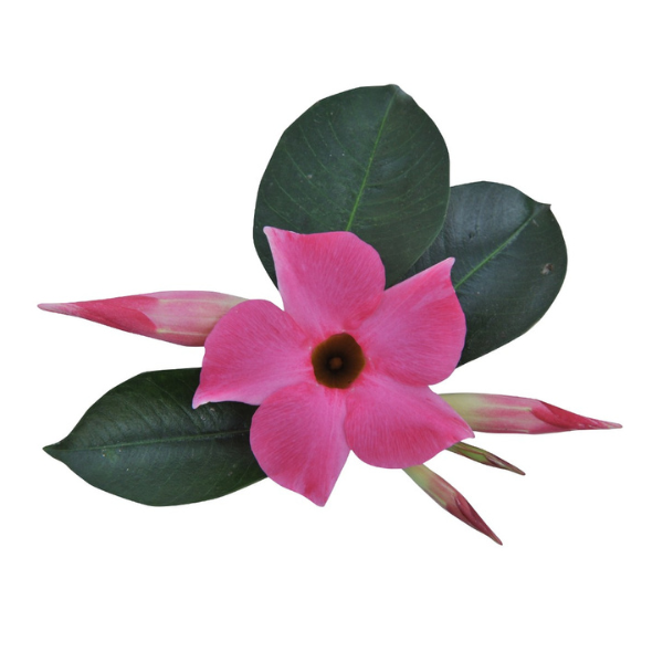 Mandevilla hybrida 'Flordenia Pink'