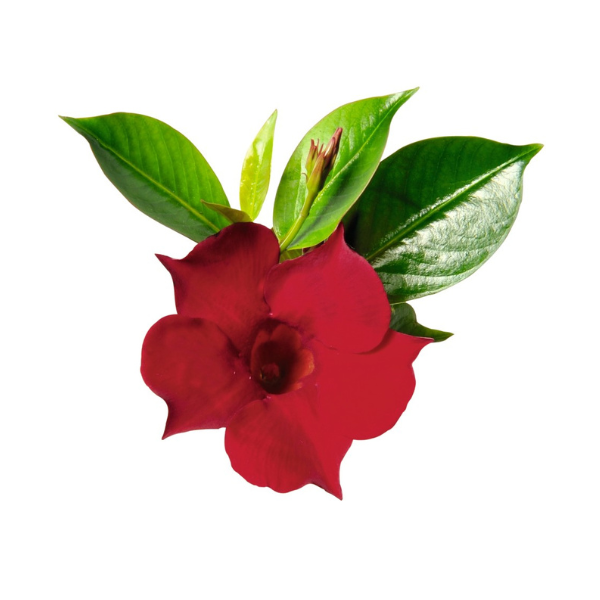 Mandevilla hybrida 'Flordenia Red Velvet'