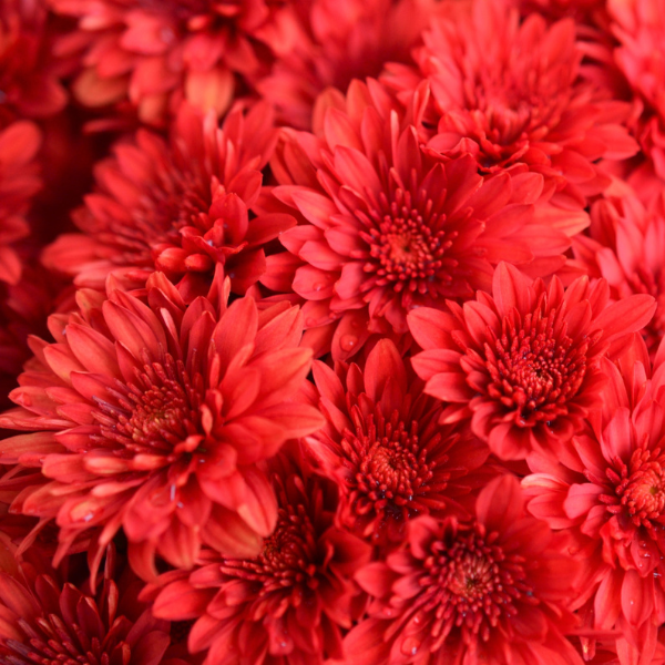 Mum chrysanthemum x morifolium 'Cranbury Red'
