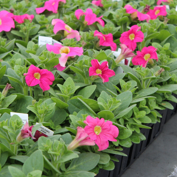 Petunia hybrida 'Dreams Pink'