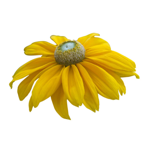 Rudbeckia hirta 'Sunbeckia Ophelia'