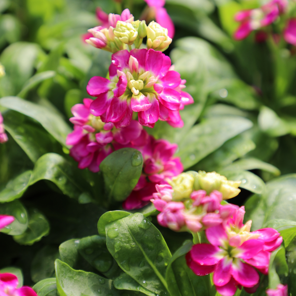 Stock matthiola incana 'Mime Rose'