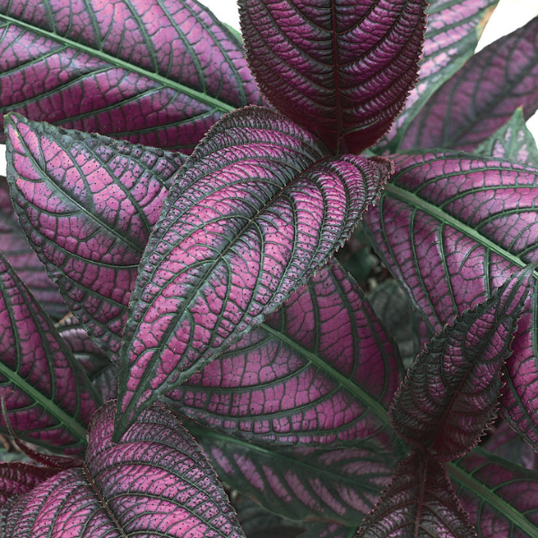 Strobilanthes dyerianus 'Persian Shield'