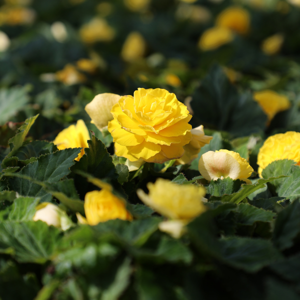Begonia Tuberous tuberhybrida 'Nonstop Yellow'