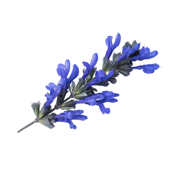 Salvia guaranitica 'Bodacious Rhythm & Blues'