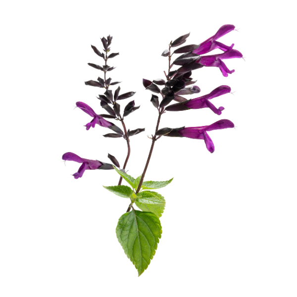 Salvia guaranitica 'Bodacious Smokey Jazz'