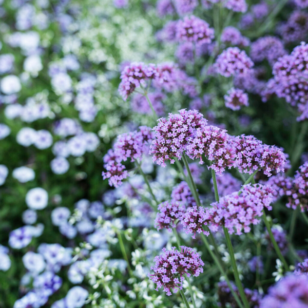 Verbena bonariensis 'Meteor Shower'