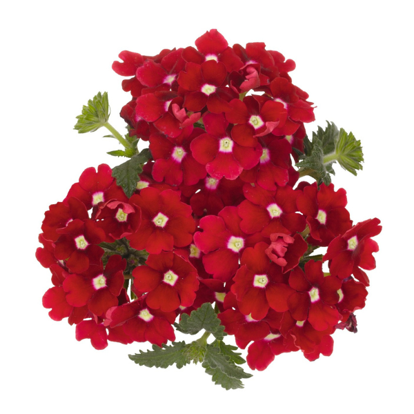 Verbena hybrida 'Empress Flair Dark Red Charme'