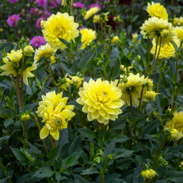 Dahlias Cut hybrida 'Moon Lady Yellow'