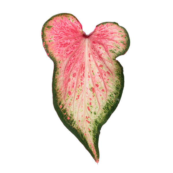 Caladium hortulanum 'Heart to Heart Blushing Bride'