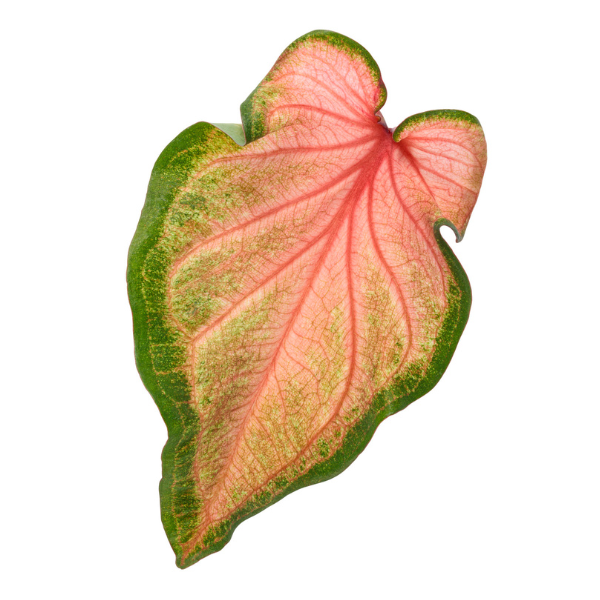 Caladium hortulanum 'Heart to Heart Chinook'