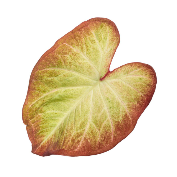 Caladium hortulanum 'Heart to Heart Creme Brulee'